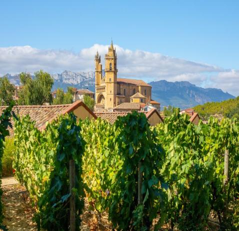 Rioja vineyard with Laguardia church and Cantabrian mountains, Spain