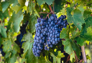 Great Wines of Tuscany