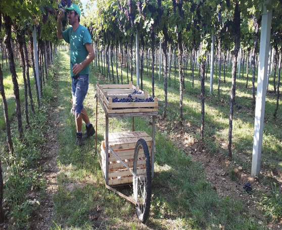 Amarone della Valpolicella Verona