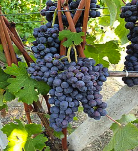 Barolo winery Piemonte