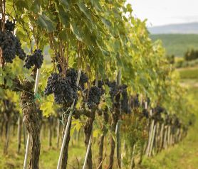 Chianti Classico vineyards Tuscany