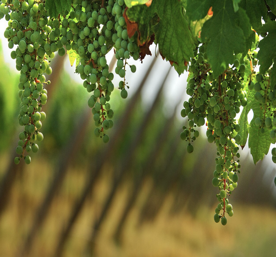 Franciacorta winery Lombardy