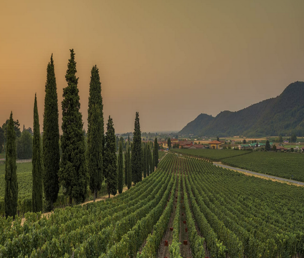 Franciacorta metodo classico