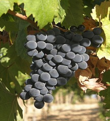 Vino Nobile di Montepulciano vineyards