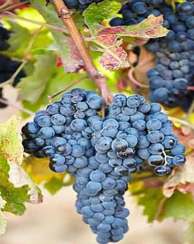 Ribera del Duero vineyards in Spain